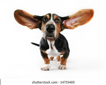 A Basset Hound With His Ears Flying Away