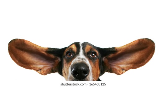 a basset hound with his ears flying away