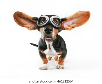 a basset hound with his ears flying away wearing goggles isolated on a white background for easy clipping out and plenty of room for text