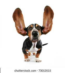 2,037 Dog with flying ears Images, Stock Photos & Vectors | Shutterstock