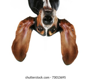 A Basset Hound With His Ears Flying Away