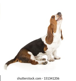 Basset Hound Isolated On White Background