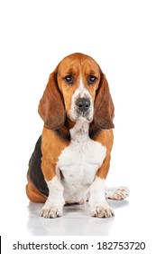 Basset Hound Isolated On White Background