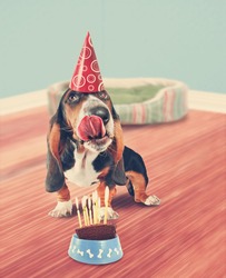 A Basset Hound Licking Birthday Cake Done In Retro Vintage Style For A Greeting Card