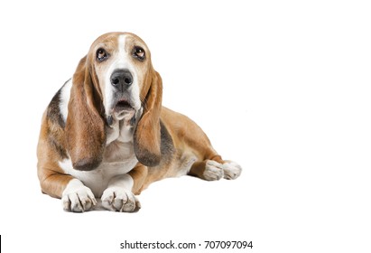 Basset Hound Lies Looks Camera Background Stock Photo 707097094 ...