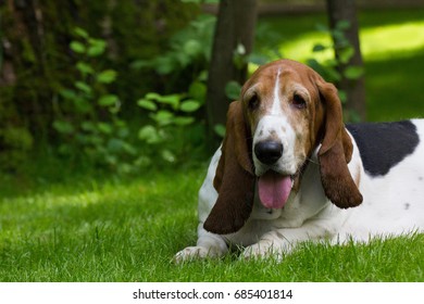 Basset hound lies in the summer in the shade on the grass with his tongue hanging out from thirst