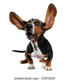 A Basset Hound With Long Flapping Ears