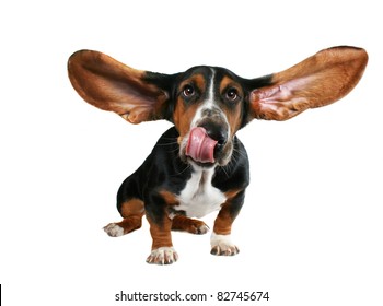 A Basset Hound With Long Flying Ears