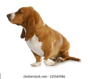 can a basset hound and a shih tzu be friends