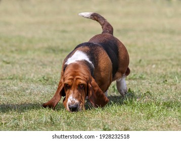 Basset Hound Nose To The Ground Hunting