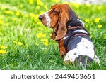 Basset hound on the grass with flowers.. The dog has long ears and sad eyes. Breed of hounds, bred in England.