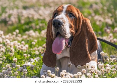 Basset hound on the grass with flowers. Breed of hounds, bred in England.