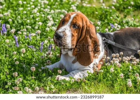 Basset hound on the grass with flowers. Breed of hounds, bred in England.