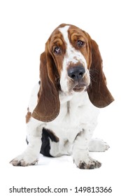 Basset Hound On A White Background In Studio