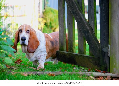 Basset Hound Pass The Door And Entrance To Garden, Life Of Basset Houn In Bellgium.