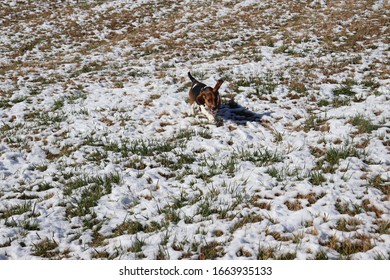 Basset Hound Playing In The Snow On A Farm