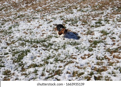 Basset Hound Playing In The Snow On A Farm