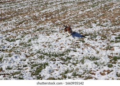 Basset Hound Playing In The Snow On A Farm