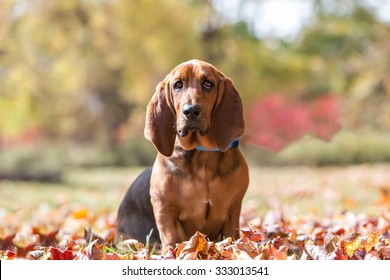 Basset Hound Portrait outside in the fall
