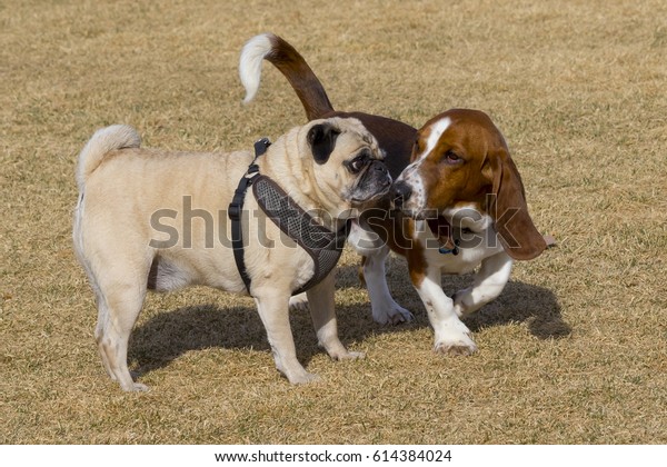 basset hound pug