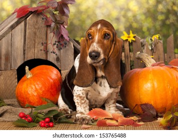 Basset Hound and pumpkin