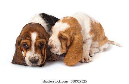 Basset Hound Puppies Talk