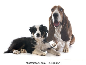basset hound and puppy border collie in front of white background - Shutterstock ID 251388064