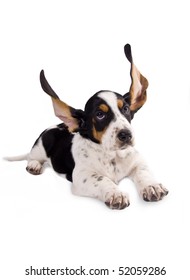 Basset Hound Puppy With His Ears Flying