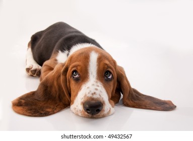 basset hound puppy lying down looking up on white background