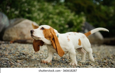 Basset Hound Puppy Playing On Shore