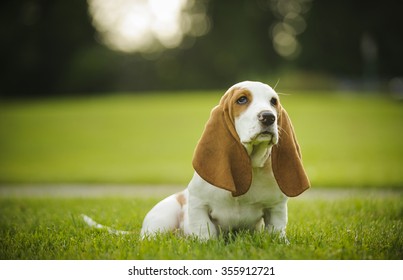 Basset Hound puppy sitting in the park