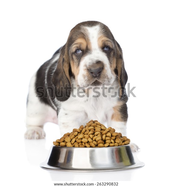 Purchase Basset Hound Food Bowls Up To 73 Off