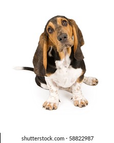 Basset Hound Puppy Tilting Head Isolated Stock Photo 58822987 ...