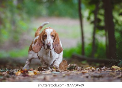 Basset hound ready to chase ball in autumn leaves