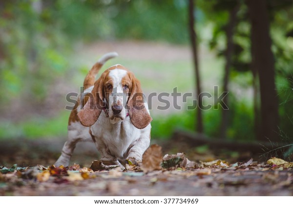 basset hound balls