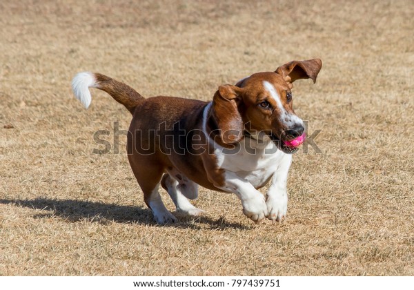 basset hound balls