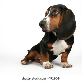 A Basset Hound Sitting Down