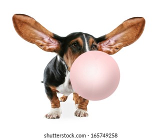 a basset hound sitting down on a white background blowing a bubble with gum