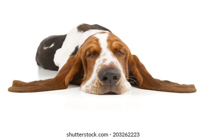 Basset Hound sleeping isolated on white background