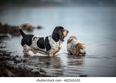 Basset hound in water
