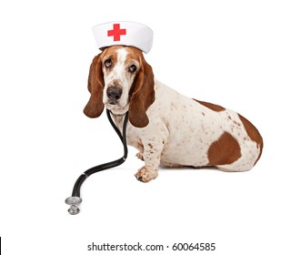 Basset Hound Wearing A Nurse Hat And Stethoscope. Isolated On White.