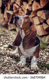 A Basset Hound In The Yard Playing !