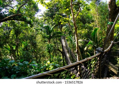 BASSE-TERRE/GUADELOUPE - JANUARY 07, 2019: Suspended Bridges At Top Of The Trees In Parc Des Mamelles, Guadeloupe Zoo In The Middle Of The Rainforest On Chemin De La Retraite, French Caribbean.