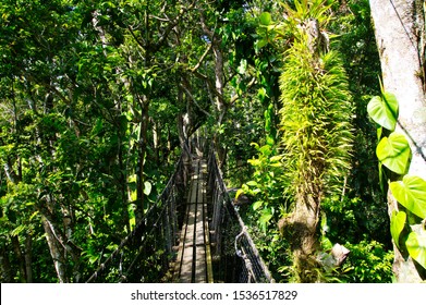 BASSE-TERRE/GUADELOUPE - JANUARY 07, 2019: Suspended Bridges At Top Of The Trees In Parc Des Mamelles, Guadeloupe Zoo In The Middle Of The Rainforest On Chemin De La Retraite, French Caribbean.