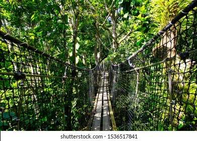 BASSE-TERRE/GUADELOUPE - JANUARY 07, 2019: Suspended Bridges At Top Of The Trees In Parc Des Mamelles, Guadeloupe Zoo In The Middle Of The Rainforest On Chemin De La Retraite, French Caribbean.