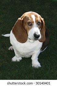 Bassett Hound