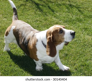 Bassett Hound