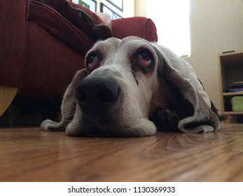 Bassett Hound Dog