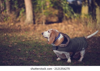 Bassett Hound In The Forest