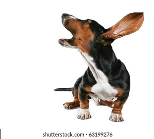 A Bassett Hound Howling